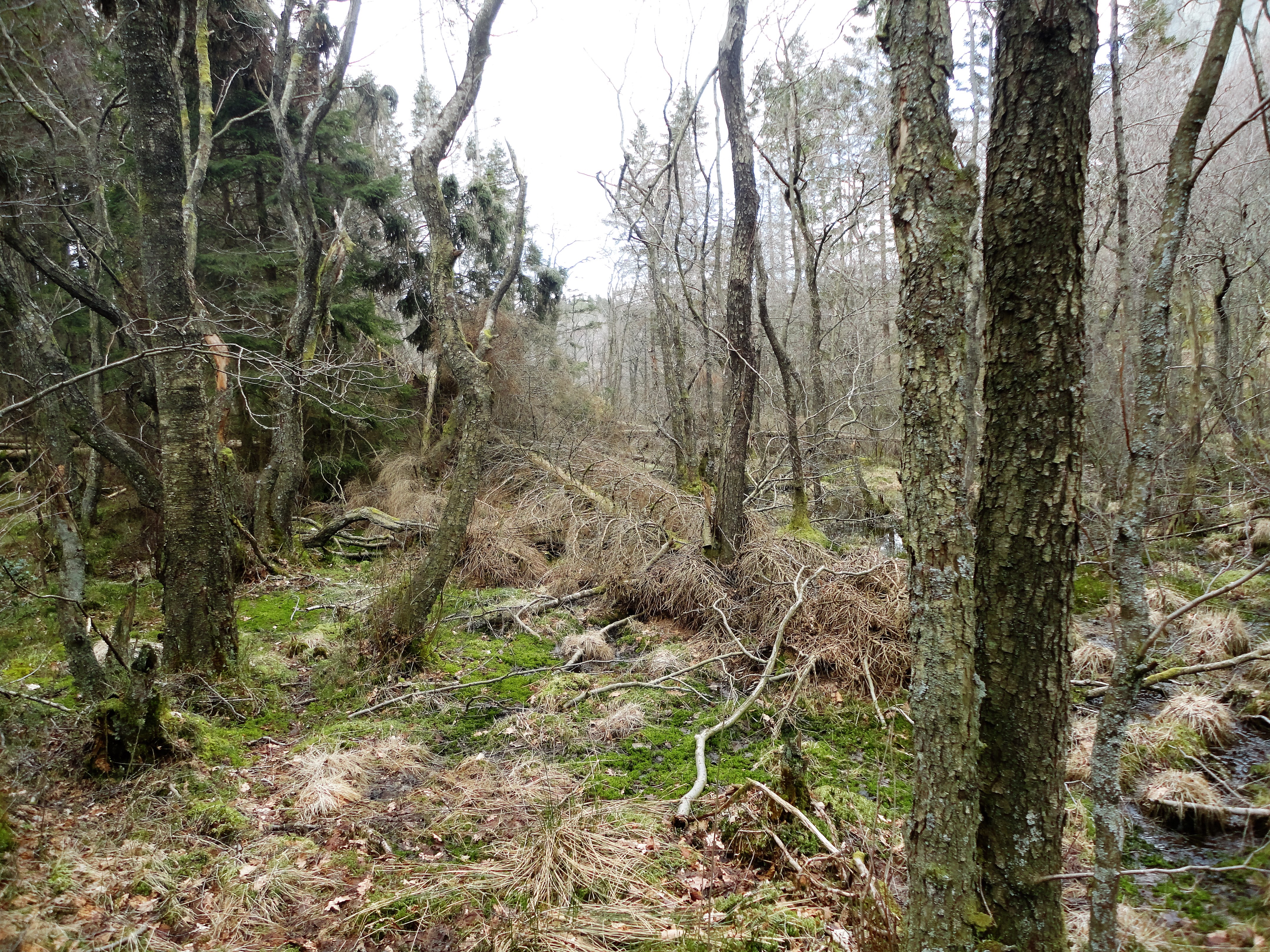 En del gammel skog og nedfall på vei over til Spinnanger.
